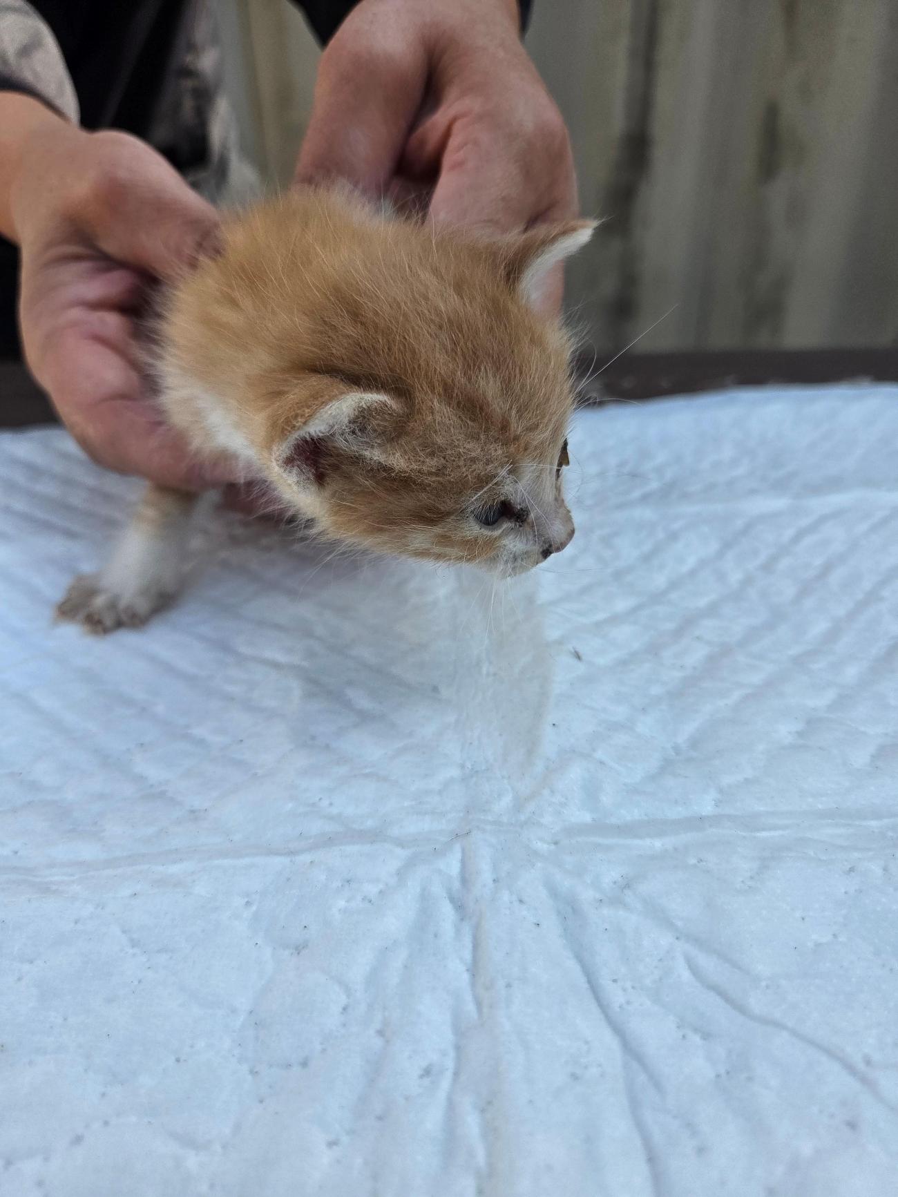 종료(자연사) 한국…